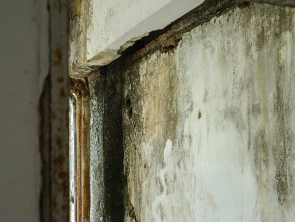  Why DIY Mold Removal Can Be Dangerous 