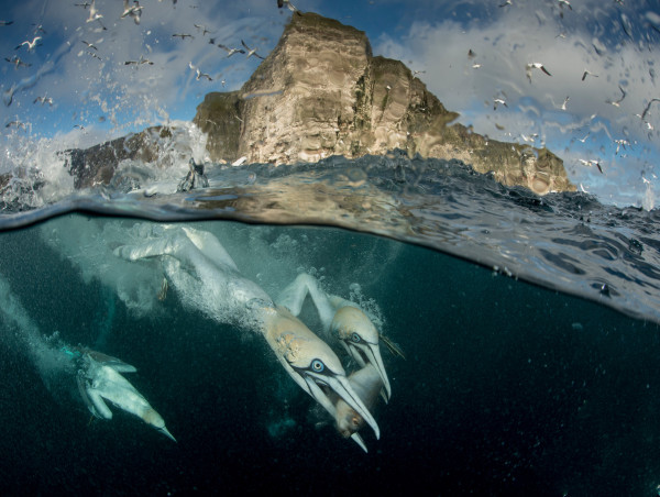  Wellerman (Sea Shanty) Singer Calls On Scottish Government To Commit To Rewilding 