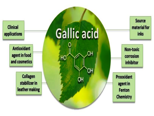 Gallic Acid Market Regional Outlook, Opportunity, Assessment, Forecast till 2033
