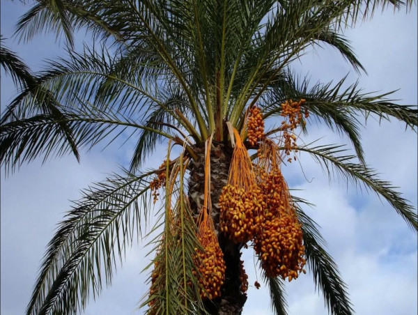  Date Palm Market to Achieve USD 12.5 Billion by 2031, Driven by Rising Demand for Organic and Healthy Products | TMR 