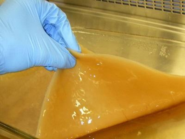 Microbial Cellulose Market Poised to Reach $1.3 Billion by 2034, Driven by Sustainability Trends