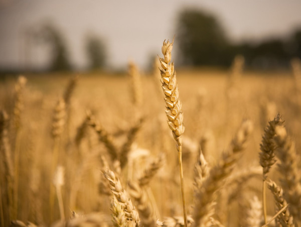  Wheat prices plunge as strong dollar and oversupply concerns loom 