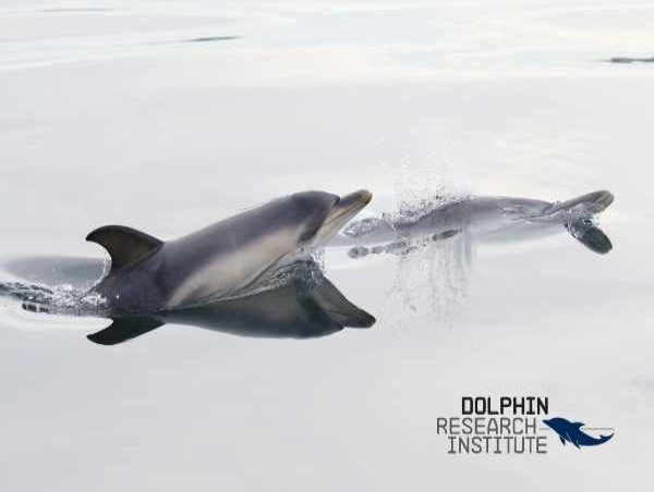 Exciting New Discovery about Port Phillip’s Dolphin Community