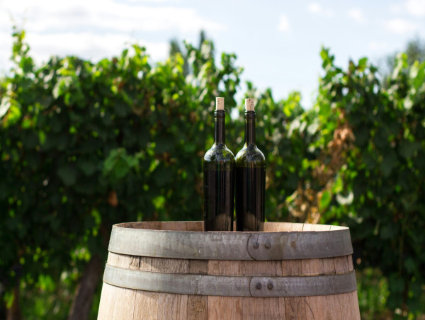 Boomers keep wine sales afloat for now, but Gen Z prefers cannabis, sobriety
