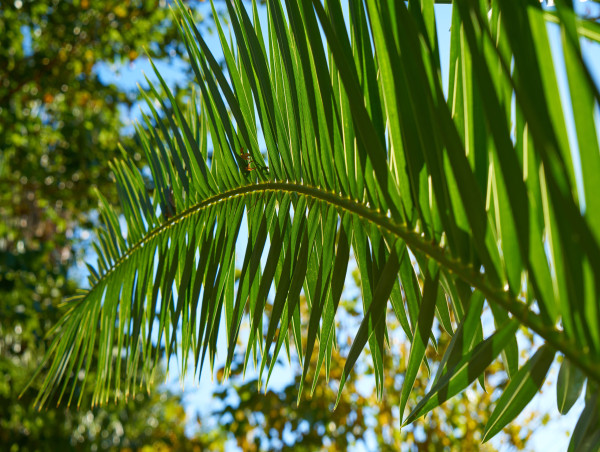  What Indonesia’s B40 biodiesel delay means for palm oil traders 