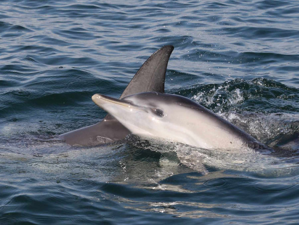  Researchers Concerned for Port Phillip’s Dolphins 