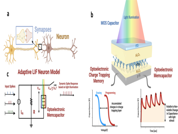  From Light Sensing to Adaptive Learning: Reconfigurable Memcapacitive Devices in Neuromorphic Computing 