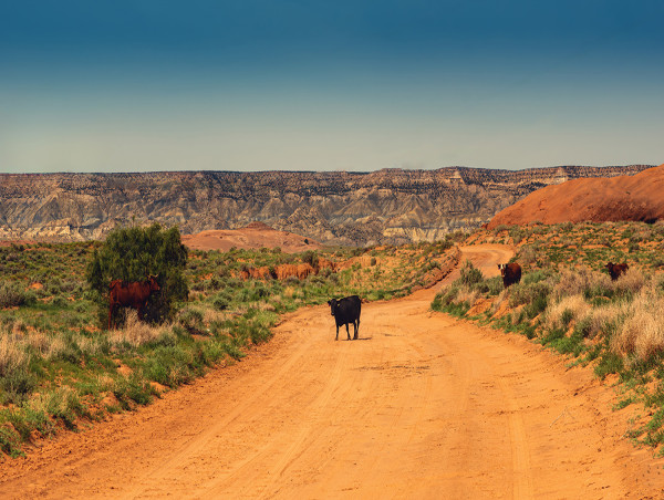  Raven Skylar Gallery’s 'The Silent Resilience of Navajo Nation' Selected for International Juried Exhibition, LANDSCAPES 