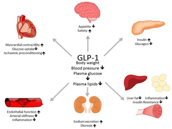  Glucagon-Like Peptide-1 Analogs Market Projected To Witness Substantial Growth, 2025-2032: Sanofi, AstraZeneca plc 