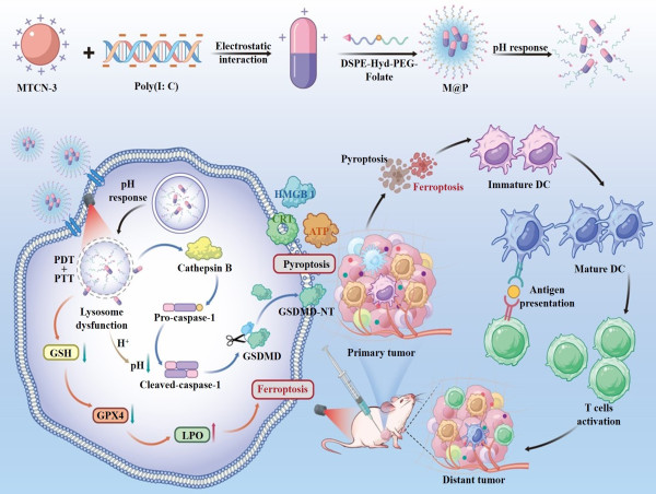  A Self-assembling Nanoplatform for Enhanced Cancer Photoimmunotherapy 