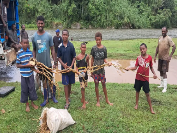  Historic Discovery: Longest Kava Root Harvested, Unlocking New Industry Potential 