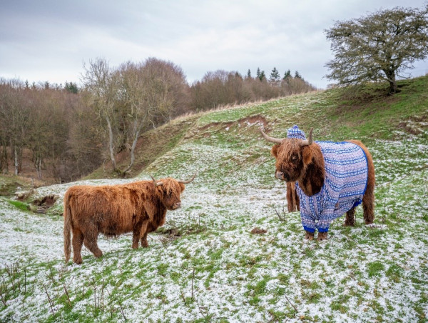  Coos in Cardis - Scotland's Winter Glow-Up 