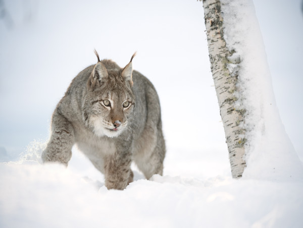  Lynx Could Return To Scotland – But Not Through Unwelcome Illegal Releases 