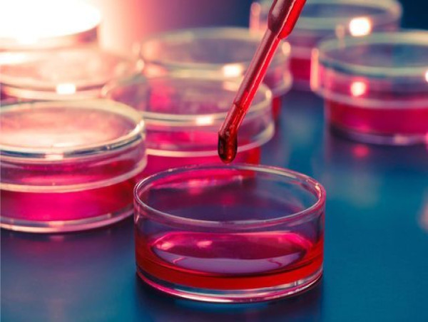 Cell Culture Market Is Booming Worldwide 2024-2031 | Merck KGaA, Sartorius AG, BioSpherix