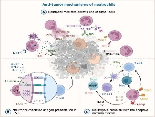  Neutrophils: the double-edged swords in cancer's battleground 