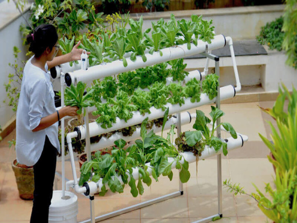  Hydroponics Substrate Market to Hit $3.4 Billion by 2032, Growing at 8.0% CAGR: MRFR 