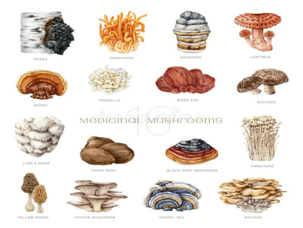 Medicinal Mushroom Market Projected To Witness Substantial Growth, 2025-2032:Sun Potion, Four Sigmatic, Aloha Medicinals