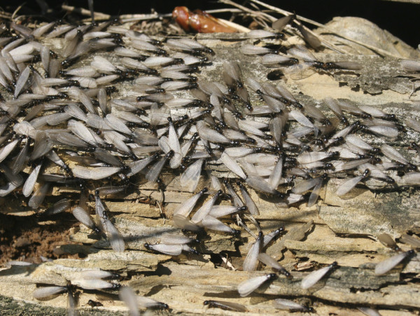  Swarming Termites Found in Virginia Beach While Temps in the 20's 