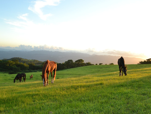  New in Kagoshima: Eco-Tourism Experience with Retired Horses Now Open 