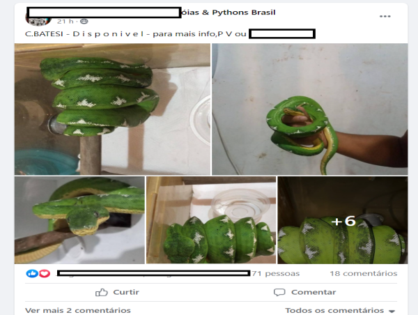 Amazon snakes sell for up to 40,000 dollars each, says report