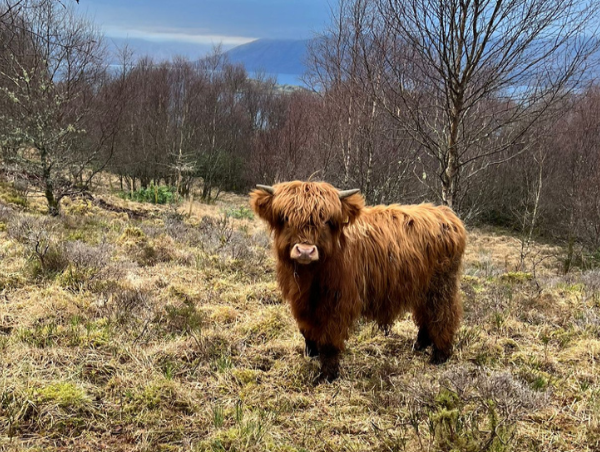  Unique Gift Launched to Celebrate President Trump's Scottish Roots 