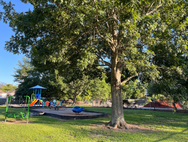  NATCHEZ INVITES RESIDENTS TO OPEN HOUSE ON CITY TREES, 20 FREE TREES TO BE RAFFLED 