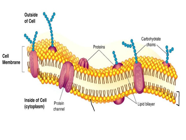  Membranes Market Estimation Worth USD 20.51 Billion by 2033 –Exactitude Consultancy 