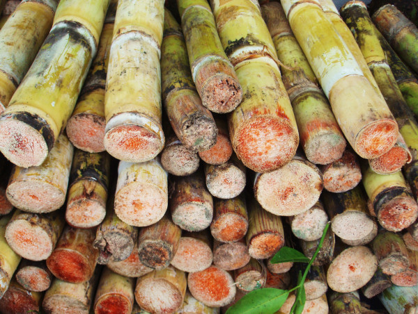  Why Indian traders are struggling to secure sugar export contracts 