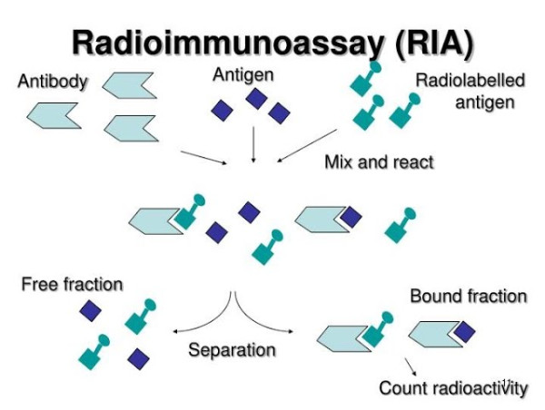  Radioimmunoassay Market Projected To Witness Substantial Growth, 2025-2032: IBL Internationa, MP Biomedicals, Cisbi 