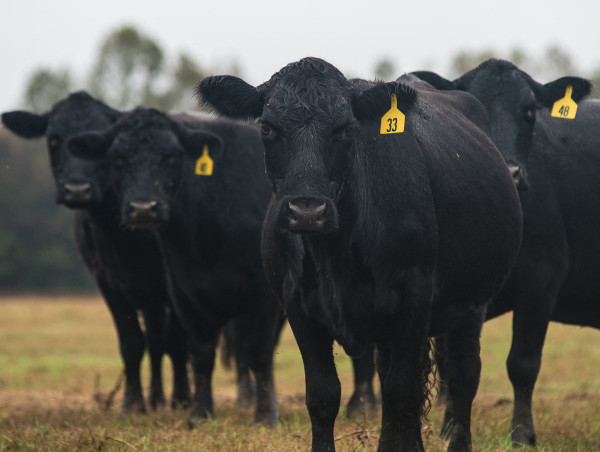  Why are speculators betting big on US corn and cattle markets? 