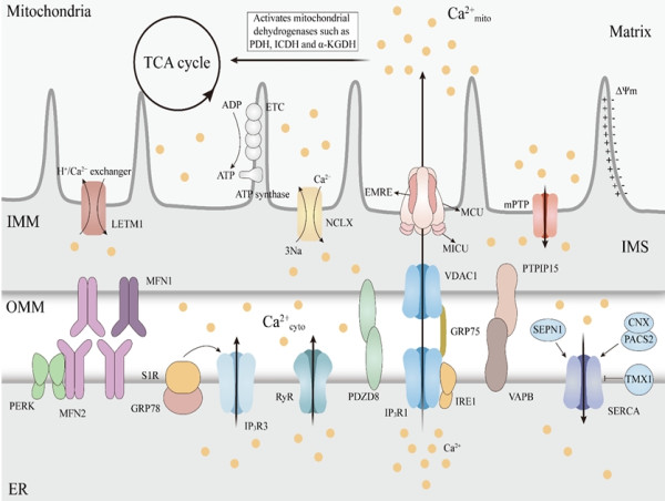  Decoding the influence of mitochondrial Ca2+ regulation on neurodegenerative disease progression 