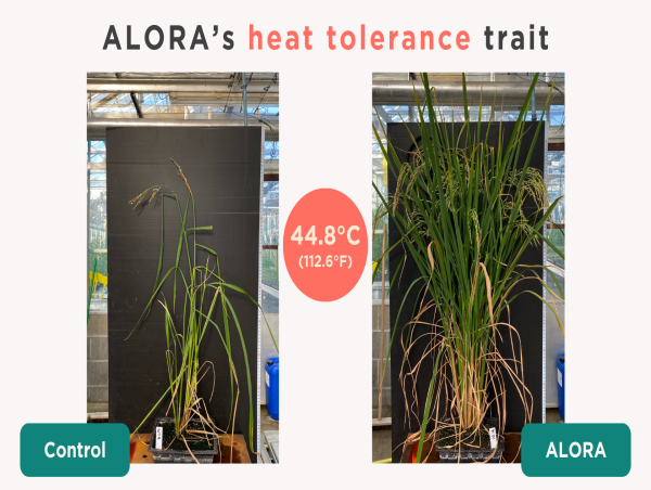  Heat Tolerant Rice: How ALORA Achieved a 2555% Yield Increase Under Extreme Heat 