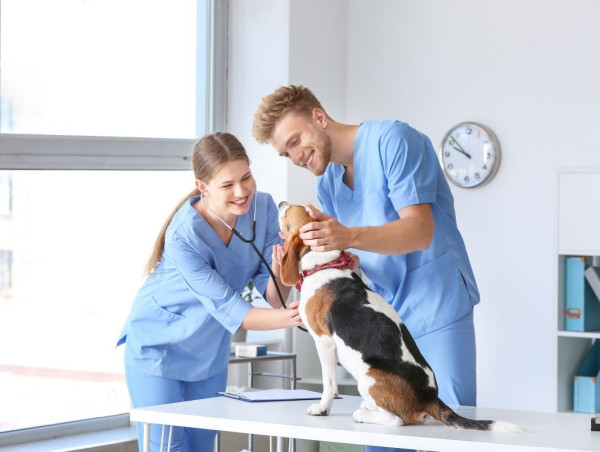  Veterinary Services Market Set to Witness Significant Growth by 2025-2032: PetSmart LLC, Airpets International, Mars 