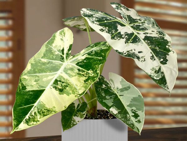  Logee’s Greenhouses Introduces New Tropical Houseplants for 2025 