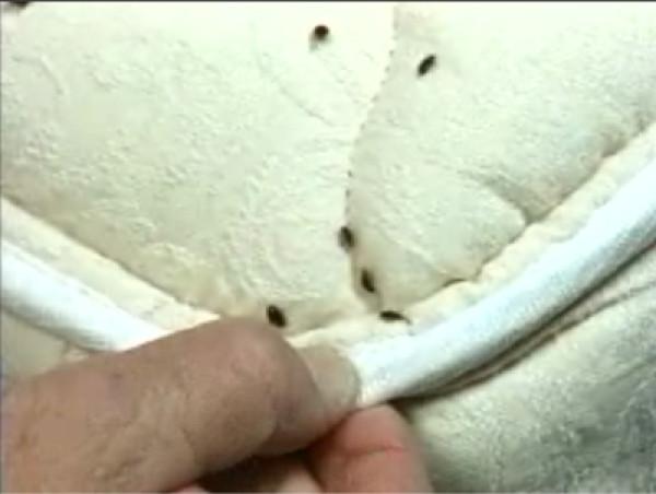  The Growing Bed Bug Epidemic in Hotels and Offers Tips for Prevention 