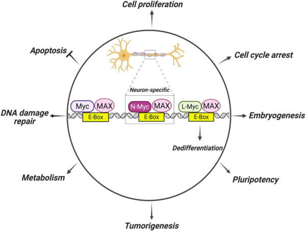  MYCN and MDM2: A Transformative Strategy in Cancer Therapy 