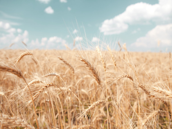  SovEcon lowers Russian wheat export forecast amid slow shipments and poor margins 