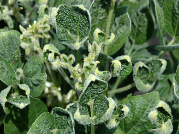  Dicamba Market to Reach $ 1235 Billion by 2032 Amid Rising Agricultural Demand & Weed Resistance Challenges | BASF SE 