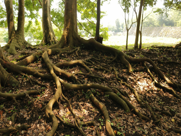  The Importance of Root Barriers in Preventing Foundation Damage 