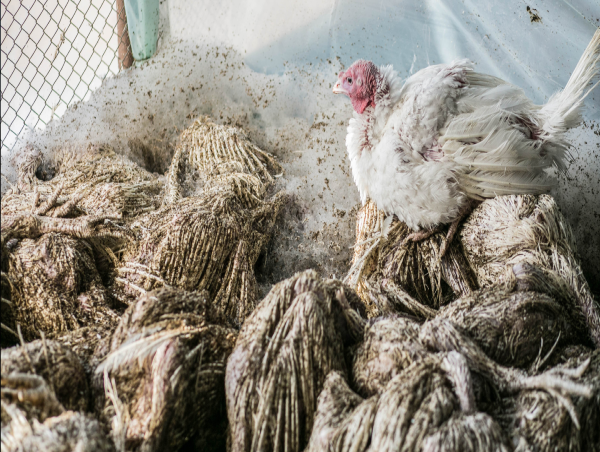  Animal Groups Warn Brooke Rollins: USDA Driving Inflation, Animal Suffering, and Risking Health with Bird Flu Response 