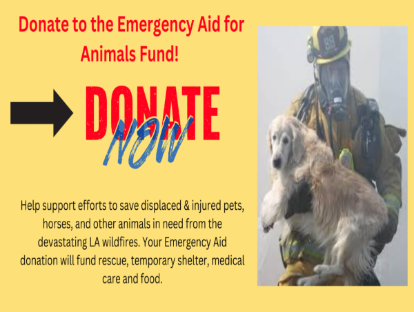  Urgent Appeal: Emergency Aid For Animals Fund Seeking Support to Aid Animals in Need After the LA Wildfires 