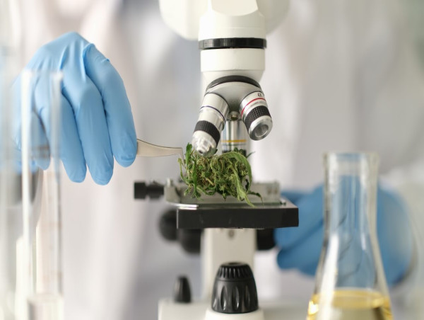  Cannabis Testing Services Market Projected To Witness Substantial Growth, 2025-2032:Eurofins Scientific, Green Leaf Labs 