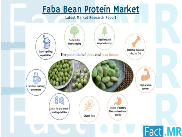  Faba Bean Protein Market is Anticipated to Reach US$ 92.8 Million By 2034 