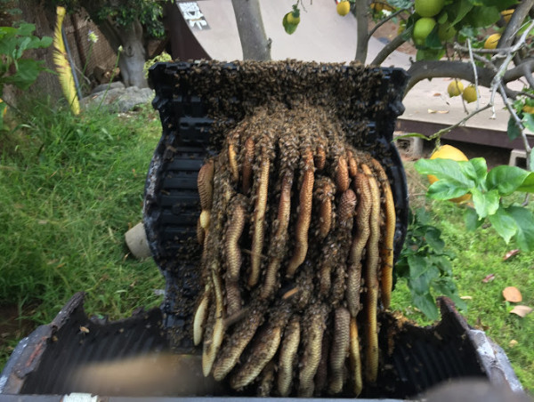 O.C. Bee Guy Tackles Growing Issue of Bee Colonies Nesting in Irrigation Boxes