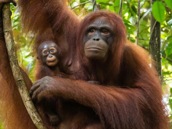  Tv's British Bake Off Contestant Helps International Animal Rescue Celebrate A Decade Of Sweet Support For Orangutan Conservation 