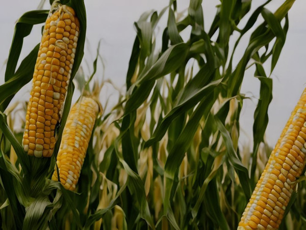  Why have hedge funds raised CBOT corn bets to a two-year high? 