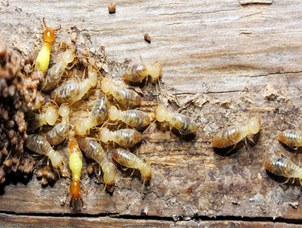  Drywood Termites Discovered in Virginia Beach, Virginia. 