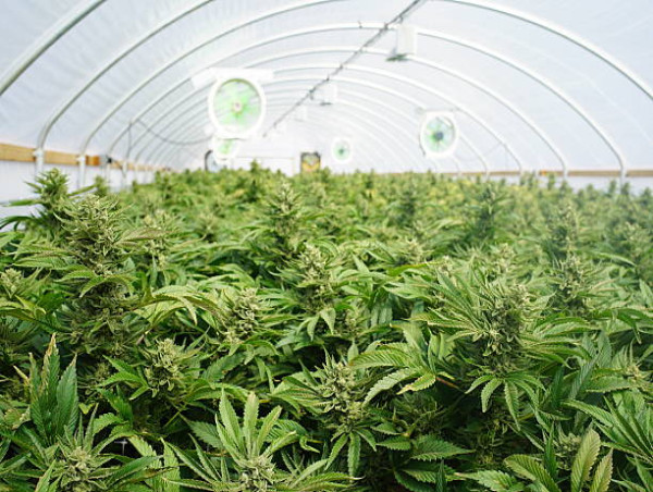  Cannabis Cultivation Market Is Booming Worldwide 2025-2032:Aphria, Inc, Aurora Cannabis, Tilray, Organigram Holdings Inc 