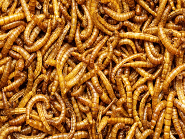  Edible Insect Industry Set for Steady Growth to US$ 1.09 billion with 5.3% CAGR Through 2034 