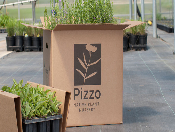  Pizzo Native Plant Nursery Appoints Kirsten Park as New Nursery Sales Manager 